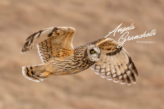 11x14 mat size 8x12 print size- Matted