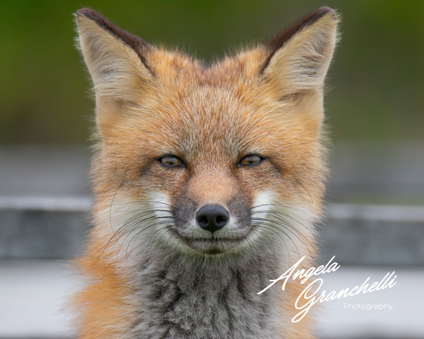 16x20 - Handcrafted Wooden Frame (Red Fox Kit matted print)