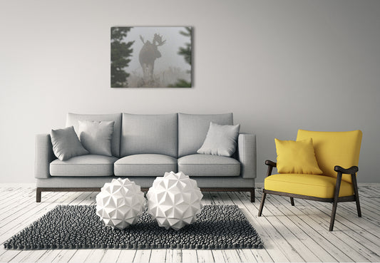 Foggy Moose Canvas Wrap 36"x24"