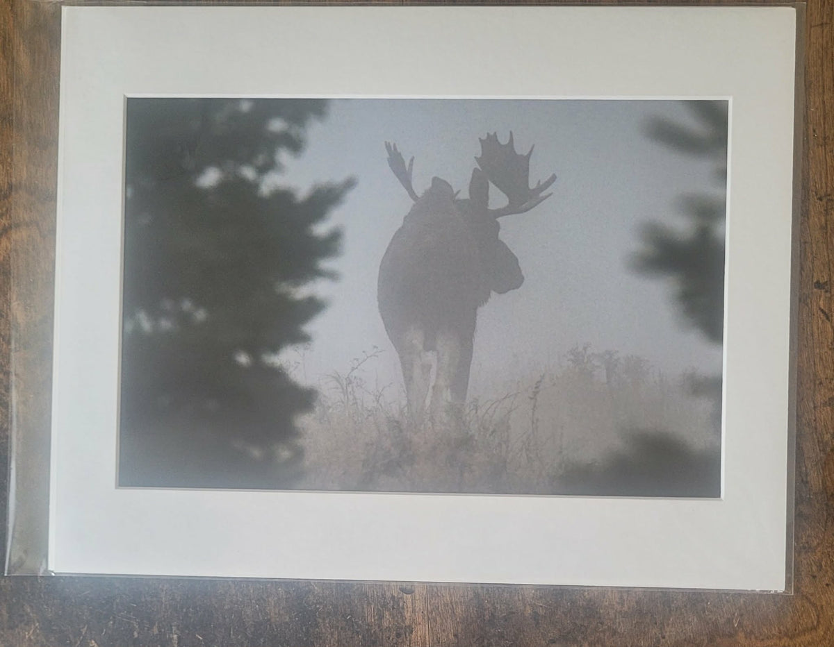 ready to frame 8x12" wildlife prints 11x14" mat size