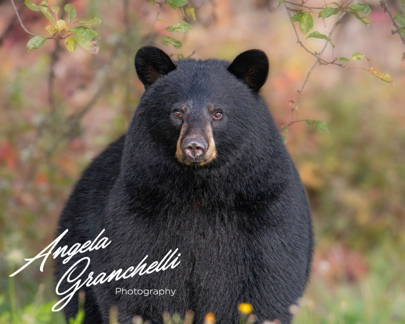 11x14 mat size - 8x10 print size- Matted