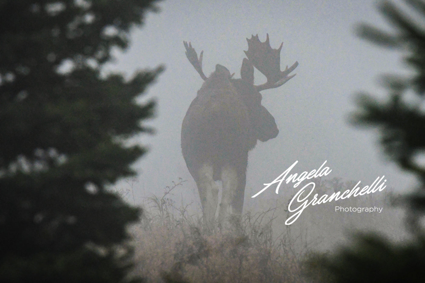 16x20 mat size 8x12 print size- Matted