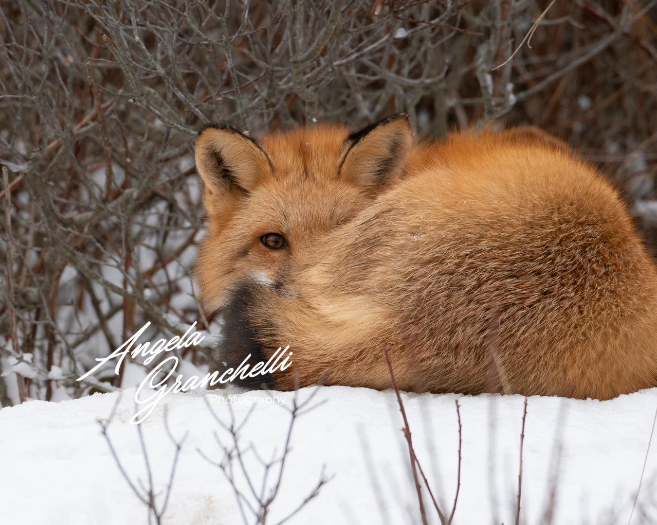 11x14 mat size - 8x10 print size- Matted