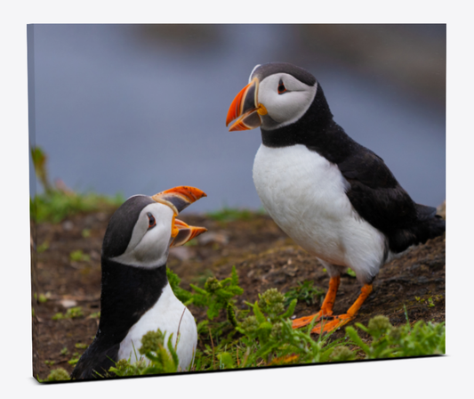 courting Puffins