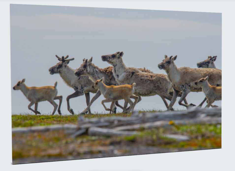 8x12 - William Turner Print (Caribou)