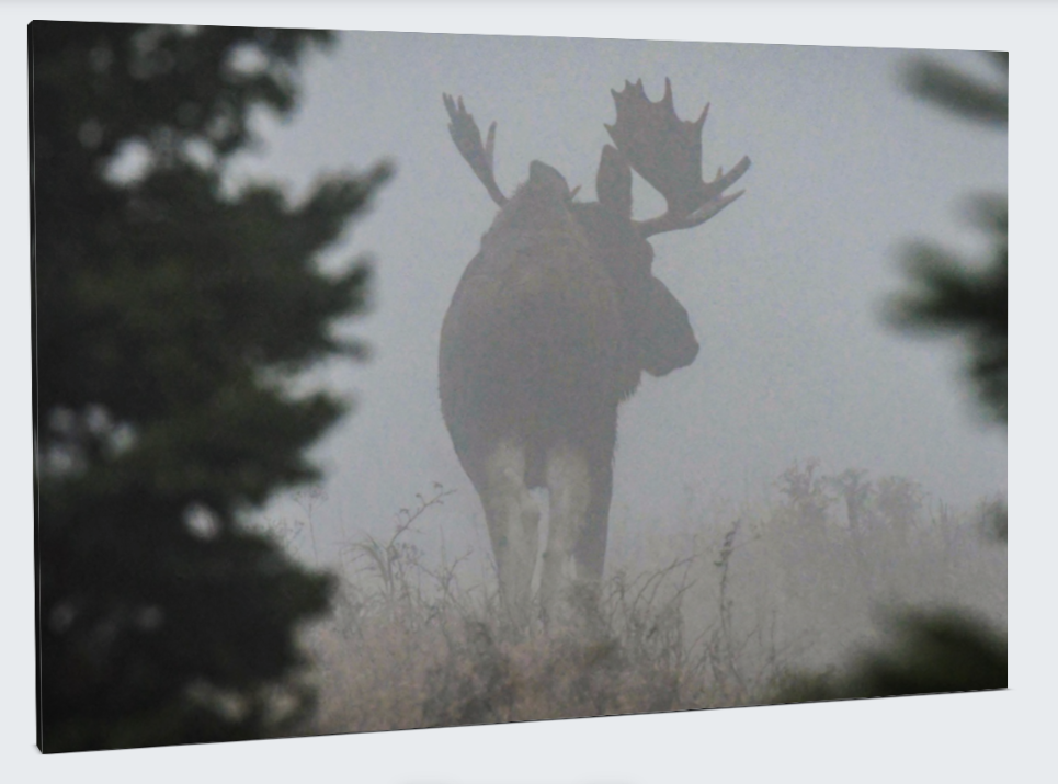 Foggy Moose Canvas Wrap 36"x24"