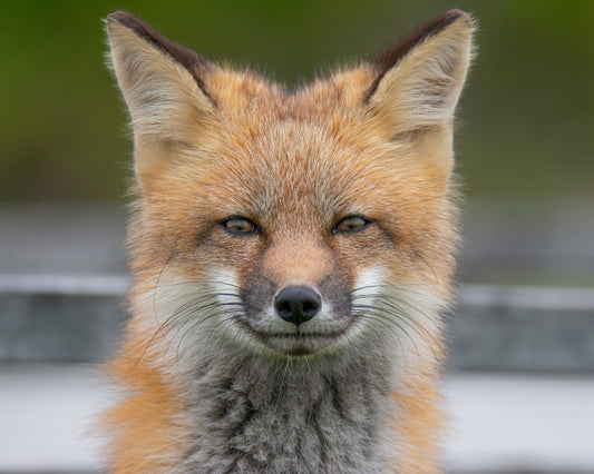 ready to frame Wildlife Prints 11x14" mat size - 8x10" print size