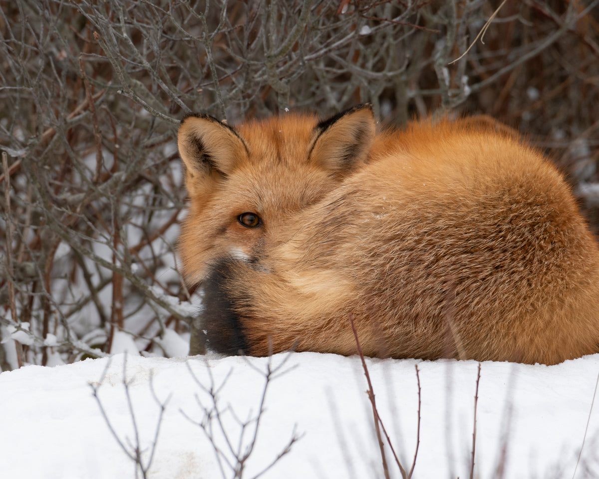 8x10" wildlife print